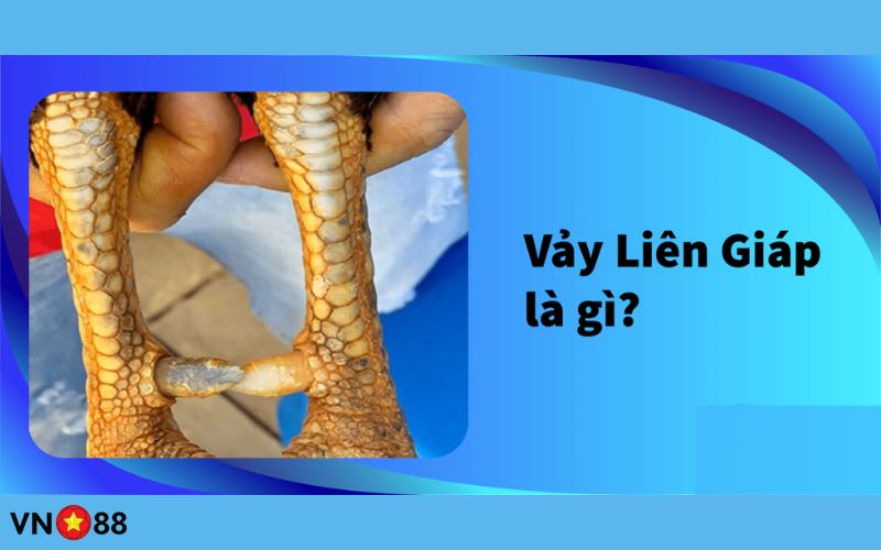 Giới thiệu sơ vảy gà liên giáp