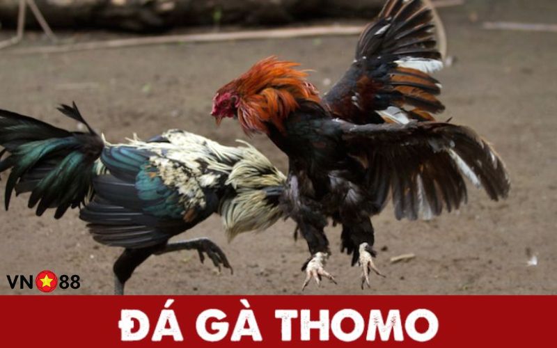 Tìm hiểu khái niệm gà đá Thomo VN88