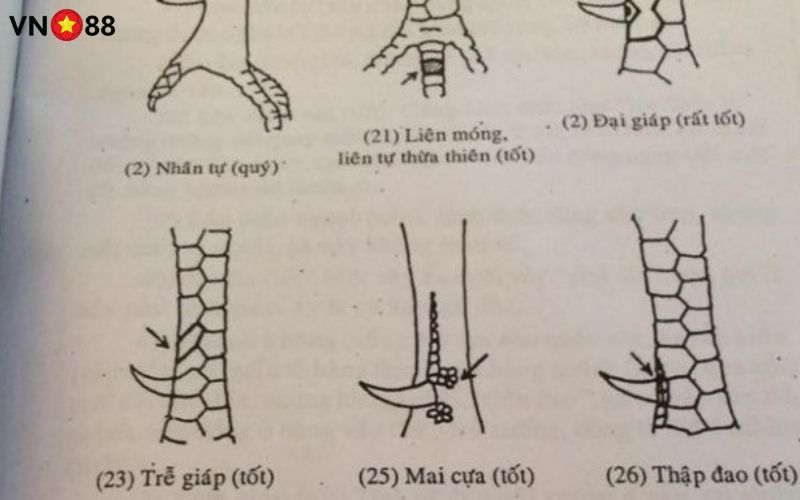 Top các vảy liên giáp VN88 phổ biến